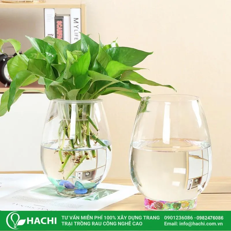 Cách trồng cây kim tiền thủy canh