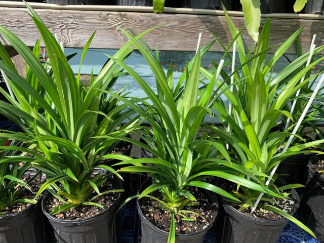 Cách Trồng Cây Lá Dứa Tại Nhà Chi Tiết Cho Người Mới Bắt Đầu