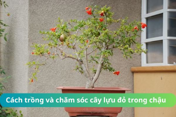 Cách Chăm Sóc Cây Lựu Chuyên Sâu Đạt Chuẩn Bonsai Ba Miền