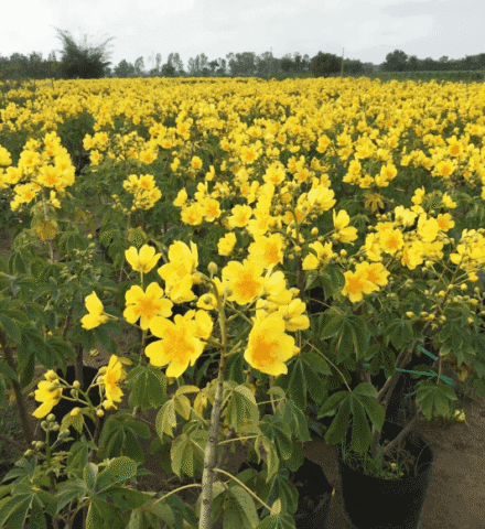 Cách Chăm Sóc Mai Hoa Đăng Ra Hoa Đúng Tết Và Phát Triển Khỏe Mạnh