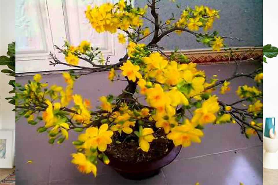 Cách Chăm Sóc Mai Hoa Đăng Ra Hoa Đúng Tết Và Phát Triển Khỏe Mạnh