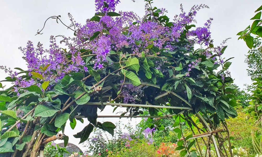 cách trồng cây mai xanh thái với hoa tím rực rỡ và khả năng leo giàn mạnh mẽ