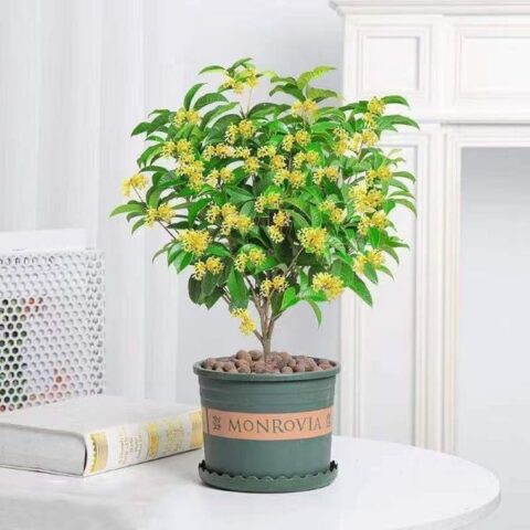 Cách Trồng Cây Mộc Hương Toàn Diện Từ A Đến Z Cho Người Mới Bắt Đầu