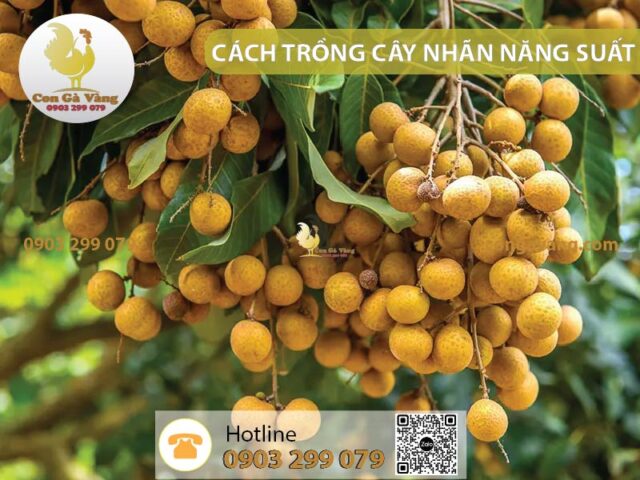 Cách Trồng Cây Nhãn Đạt Năng Suất Cao và Kỹ Thuật Chăm Sóc