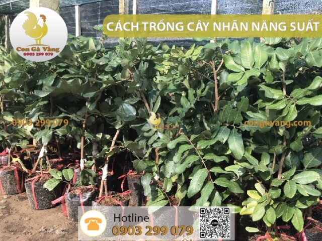 Cách Trồng Cây Nhãn Đạt Năng Suất Cao và Kỹ Thuật Chăm Sóc