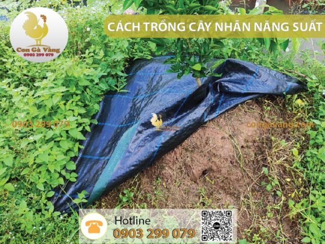 Cách Trồng Cây Nhãn Đạt Năng Suất Cao và Kỹ Thuật Chăm Sóc