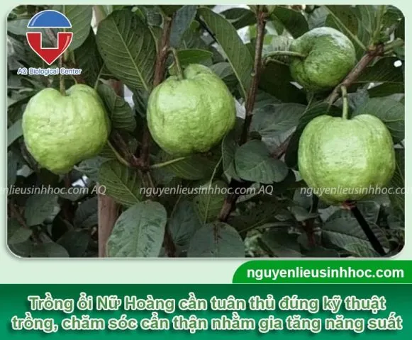 Cách Trồng Cây Ổi Cảnh Xum Xuê Và Ra Quả Ngọt Tại Nhà