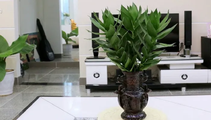 Cách trồng cây phát tài búp sen theo số lượng mang lại tài lộc