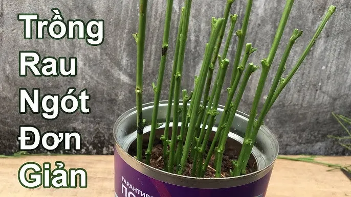 Cách Trồng Cây Rau Ngót Rừng Đạt Năng Suất Cao