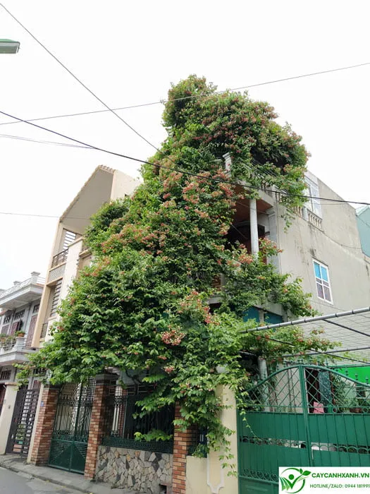 Cách trồng cây sử quân tử