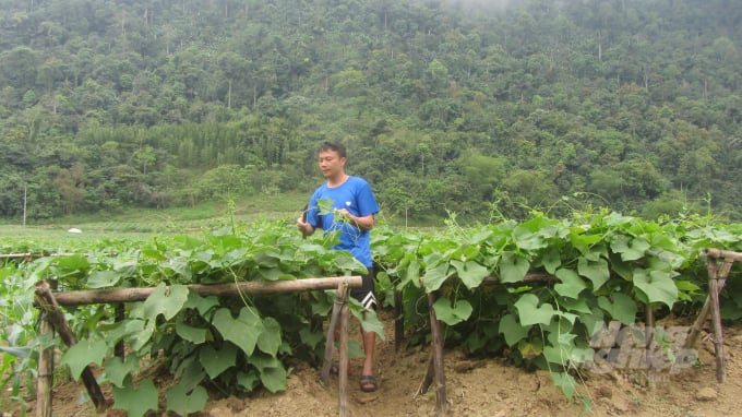 Cách Trồng Cây Su Su Lấy Ngọn Chuyên Sâu Đạt Năng Suất Cao