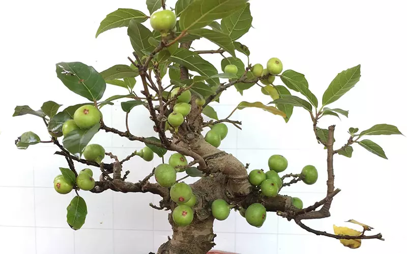 Cách Trồng Cây Sung Trong Chậu Chi Tiết Cho Người Mới Bắt Đầu