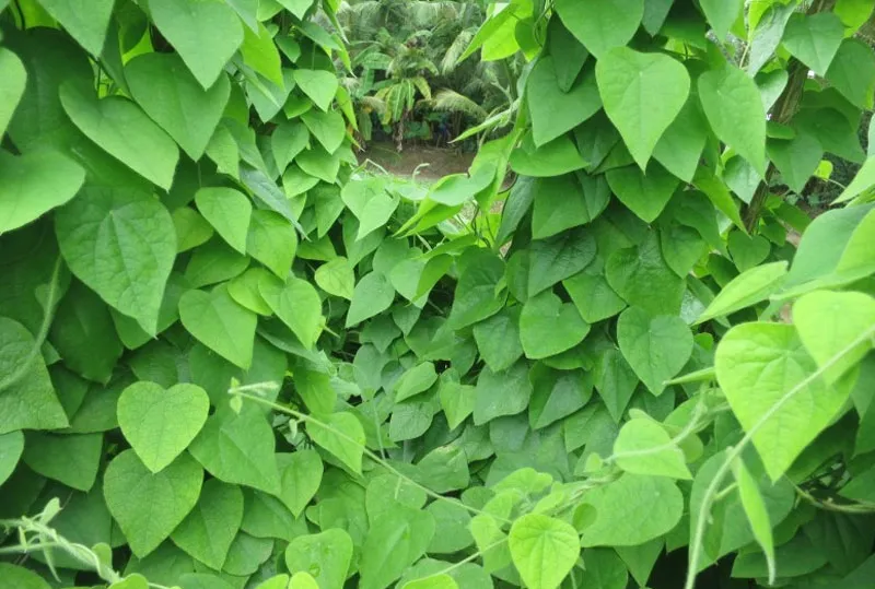 cách trồng cây sương sâm, lá sương sâm Cyclea barbata tươi tốt chuẩn bị thu hoạch cho món thạch mát