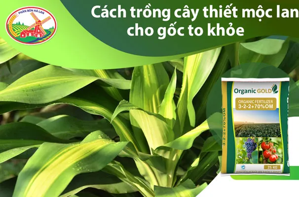 Cách trồng cây thiết mộc lan