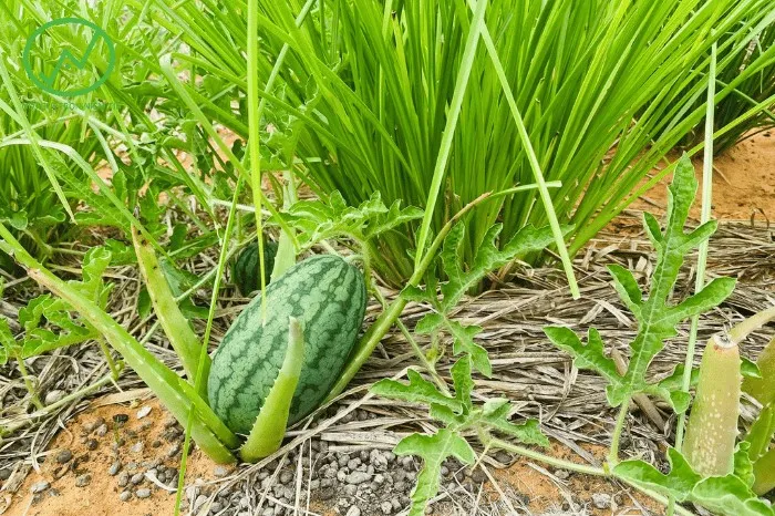 Cách trồng cây thông đất qua các bước nhân giống