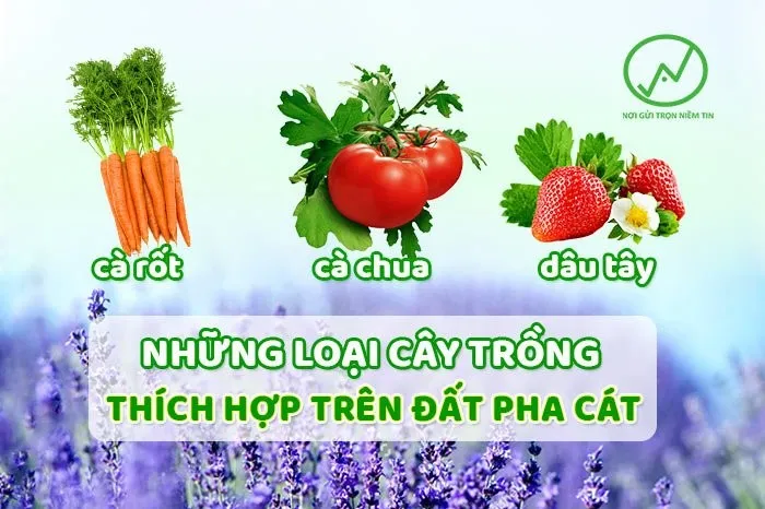 Cách trồng cây thông đất trên nền đất cát sau khi cải tạo