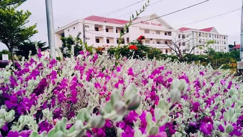 Cách trồng cây tuyết sơn phi hồng bằng phương pháp giâm cành vào mùa xuân