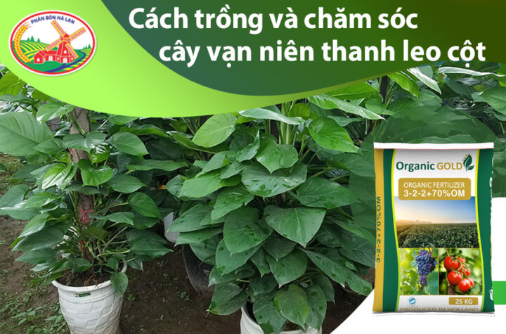 Cách Chăm Sóc Cây Vạn Niên Thanh Chuẩn Chuyên Gia Tại Nhà