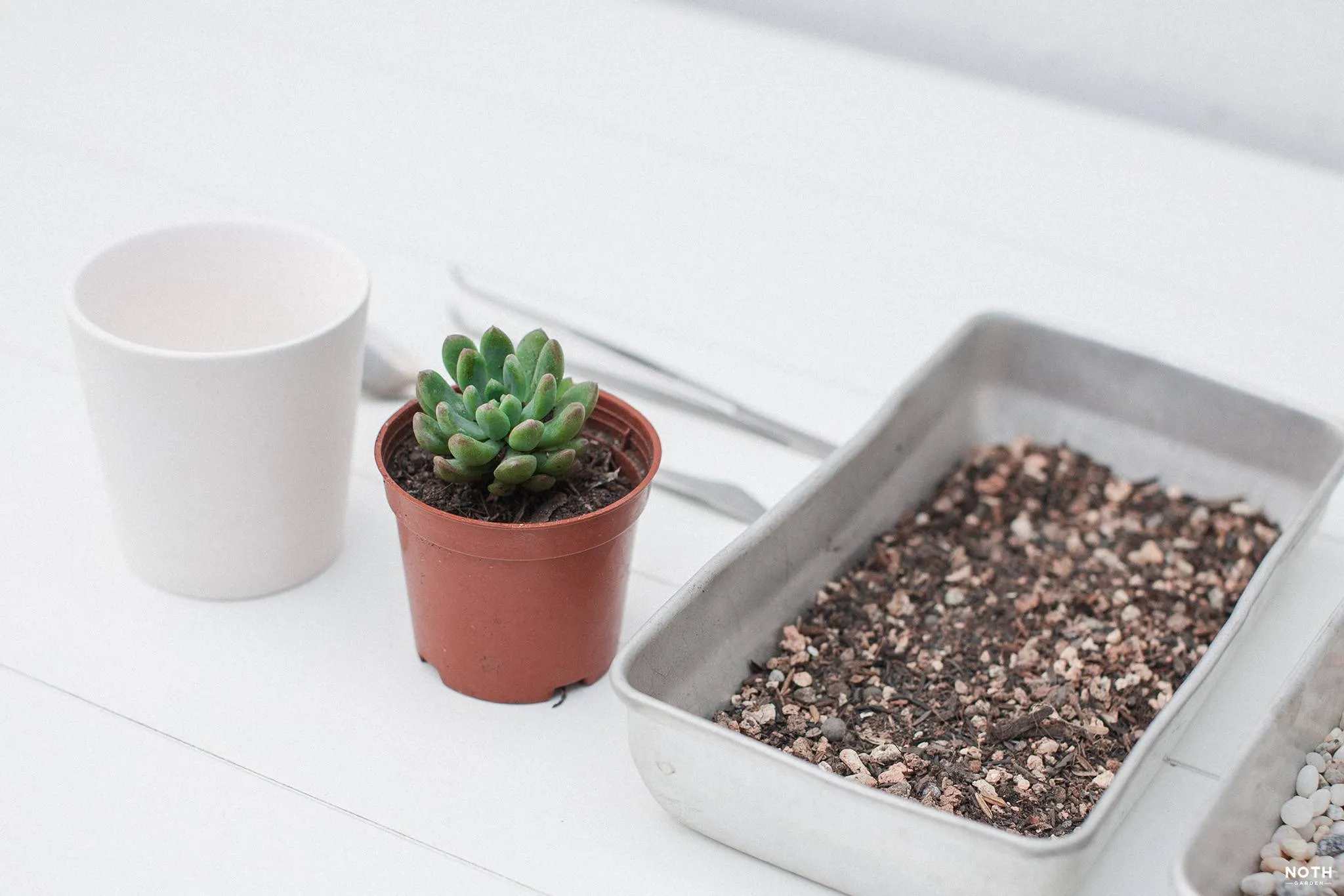 Cách trồng cây vào chậu hoàn chỉnh: Kỹ thuật chuyên sâu từ A đến Z