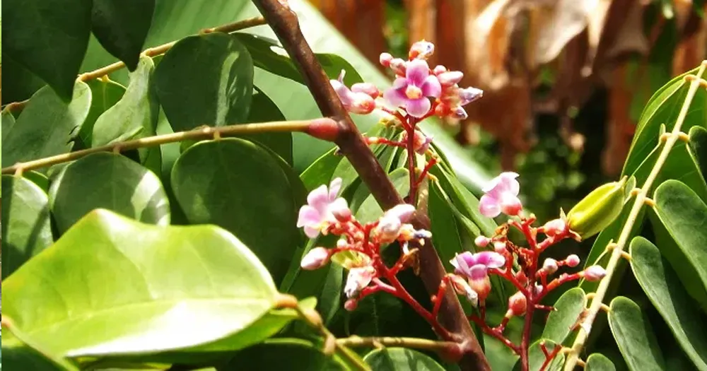 Cách trồng cây vú sữa