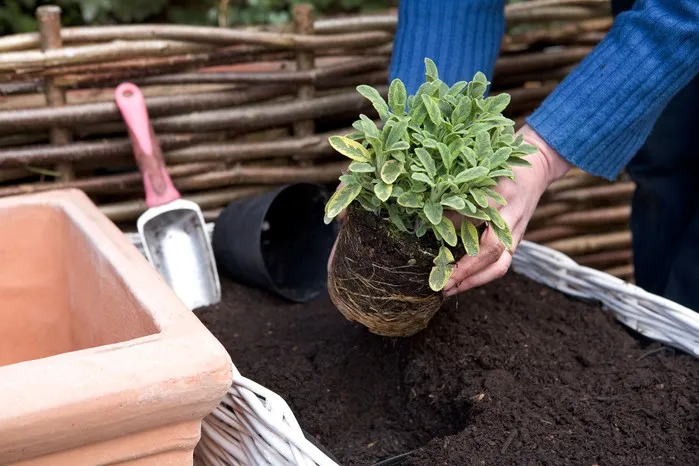 Cách trồng cây xô thơm