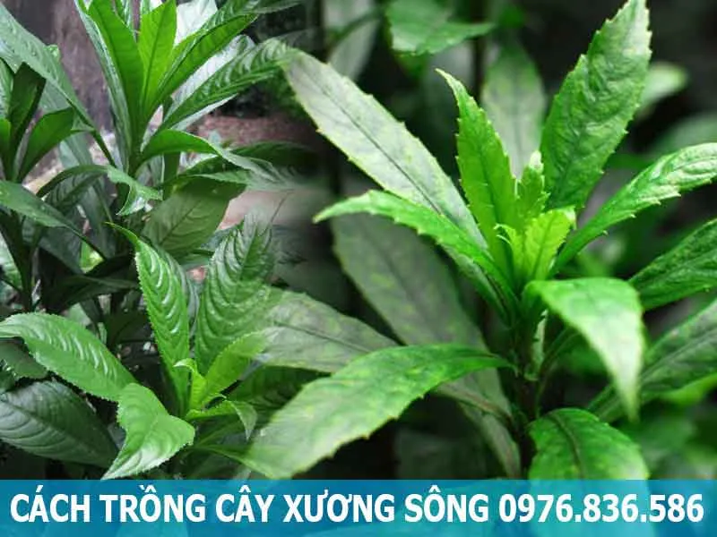 Cách trồng cây xương sông chi tiết tại vườn nhà