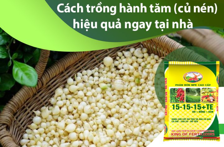 Cách Trồng Cây Ăn Trái Đúng Kỹ Thuật: Hướng Dẫn Từ A Đến Z Cho Người Mới