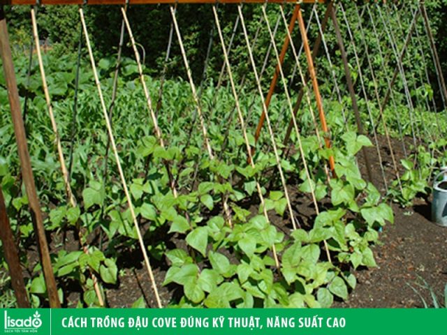 Cách Trồng Hoa Dơn Đạt Năng Suất Cao: Kỹ Thuật Chi Tiết Từ A Đến Z