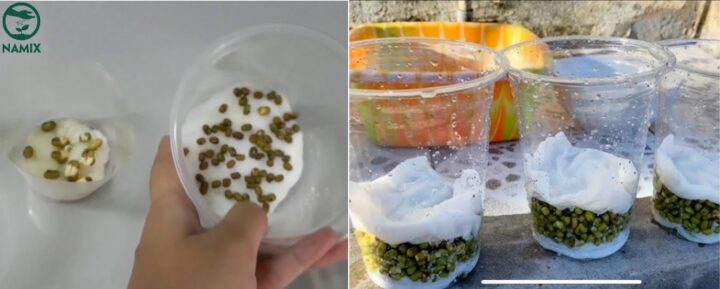 Cách Trồng Cây Đậu Đen Bằng Bông Gòn Chi Tiết Tại Nhà Từ A Đến Z