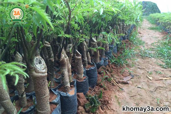 Cách Trồng Cây Đinh Lăng Lấy Củ: Kỹ Thuật Chuyên Sâu Đạt Năng Suất Cao