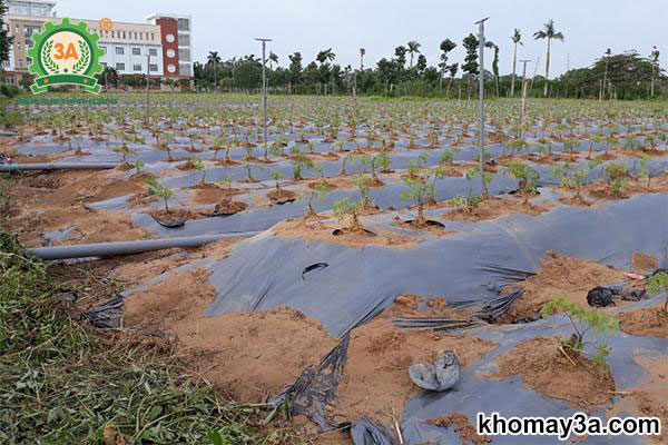 Cách Trồng Cây Đinh Lăng Cho Củ To Đạt Năng Suất Và Chất Lượng Cao