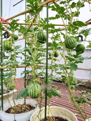 Cách Trồng Cây Dưa Hấu Cho Năng Suất Cao Ngay Tại Vườn Nhà