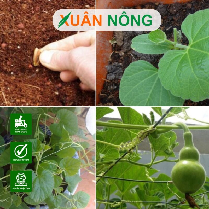 Cách Trồng Cây Bầu Hồ Lô Tại Nhà Đạt Năng Suất Cao Nhất