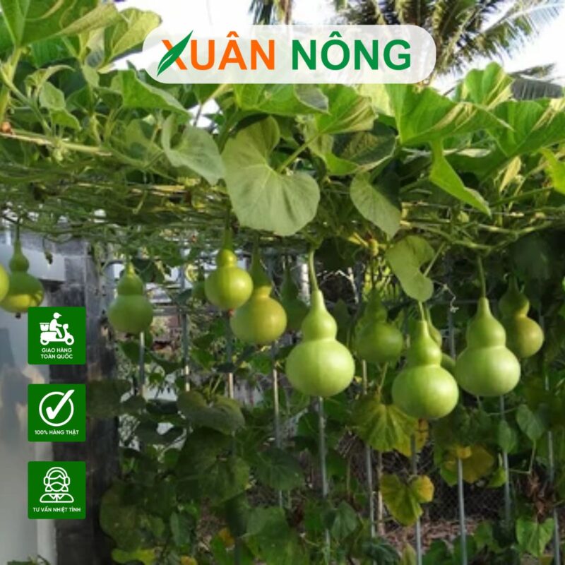 Cách Trồng Cây Bầu Hồ Lô Tại Nhà Đạt Năng Suất Cao Nhất