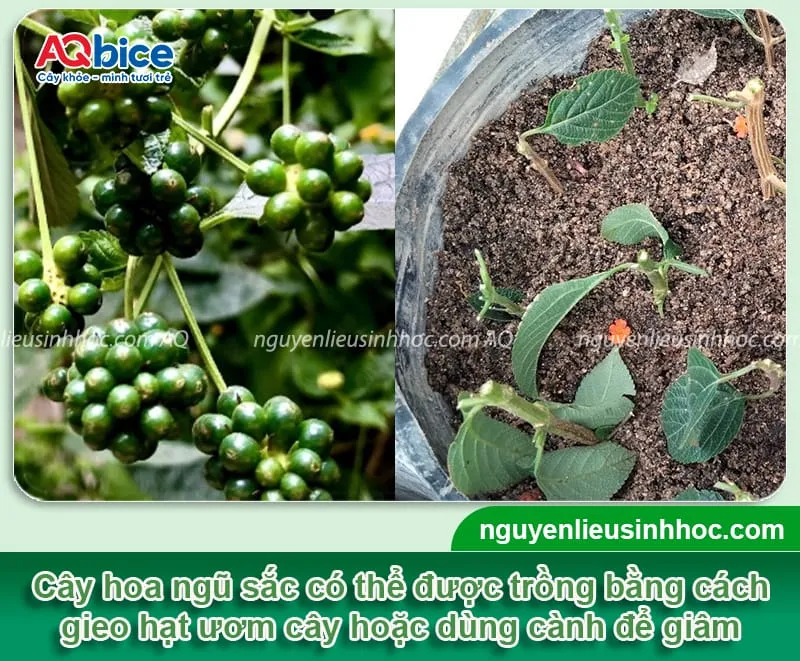 Cách trồng hạt ngũ hoa bằng phương pháp gieo hạt đòi hỏi sự chuẩn bị kỹ lưỡng về giống và môi trường ươm mầm