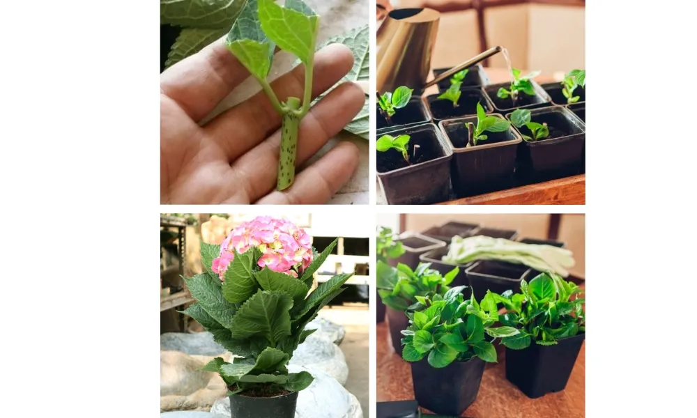 Cách trồng hoa cẩm tú cầu bằng cách giâm cành