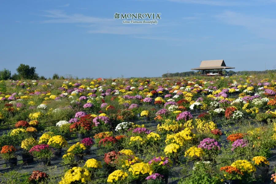 Cách trồng Hoa cúc 7 màu có dễ không? Hướng dẫn trồng cúc tại nhà