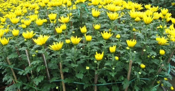 Cách trồng hoa cúc Đà Lạt nhiều màu rực rỡ trong vườn ươm