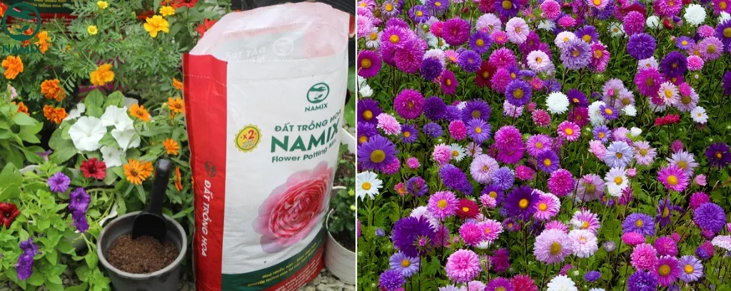 Cách trồng hoa cúc nhiều màu rực rỡ