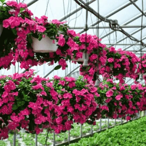 Cách trồng hoa dừa cạn: Gieo hạt và giâm cành là hai phương pháp phổ biến để nhân giống hoa dừa cạn, phù hợp với các mục đích trồng khác nhau