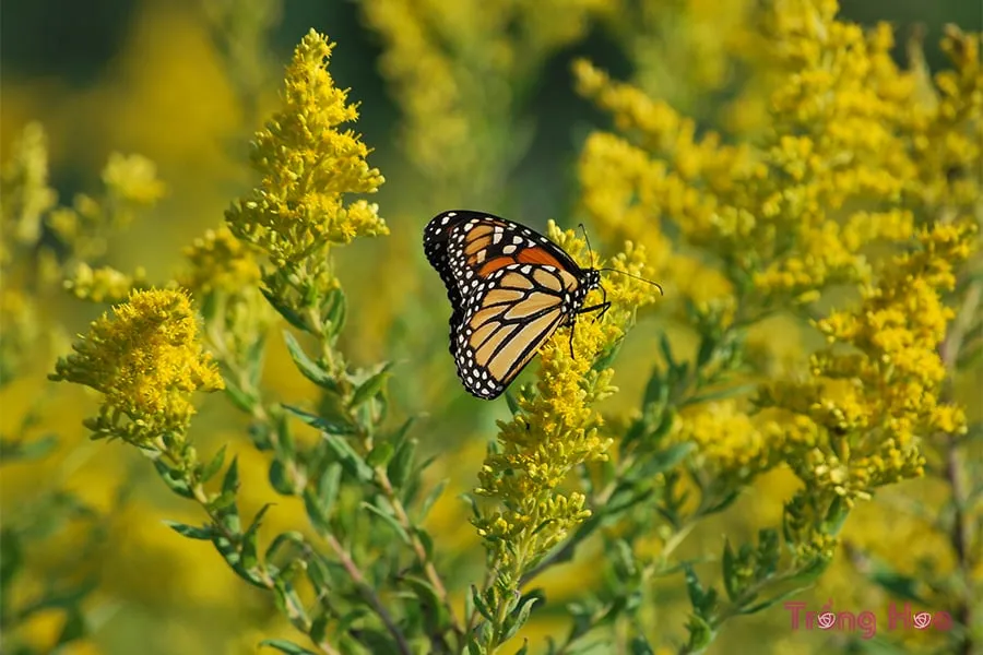 Cách trồng hoa hoàng anh đúng kỹ thuật và các yếu tố chăm sóc
