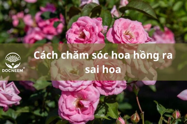 Cách Trồng Hoa Hồng Ra Hoa Quanh Năm: Tuyệt Kỹ Chăm Sóc Đỉnh Cao