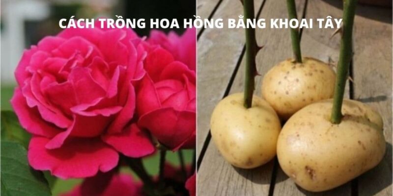 Cách Trồng Hoa Hồng Bằng Củ Khoai Tây Đạt Tỷ Lệ Sống Cao Nhất