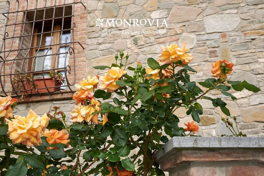 Cách trồng hoa hồng leo trên ban công hiệu quả cao