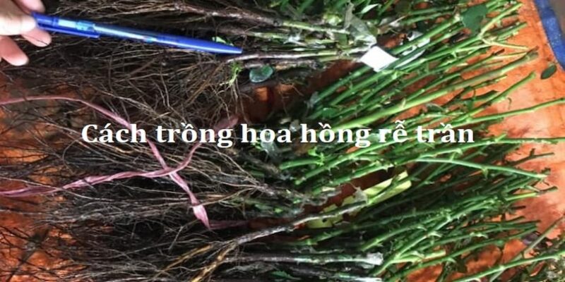 Cách Trồng Hoa Hồng Rễ Trần Đúng Kỹ Thuật Đạt Tỷ Lệ Sống Sót Tuyệt Đối