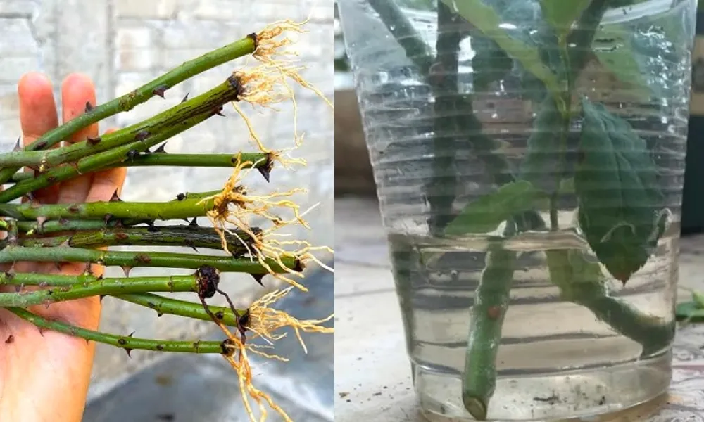 Cách trồng hoa hồng từ cành bằng nước