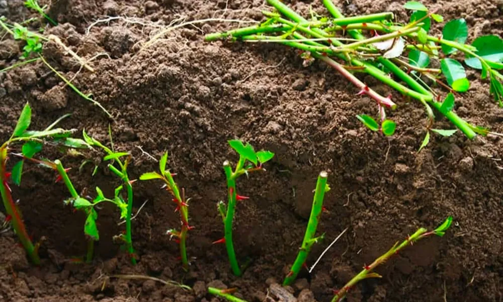 Cách trồng hoa hồng từ cành đúng kỹ thuật