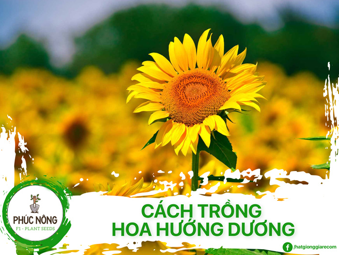 Cách Trồng Hoa Hướng Dương Đón Tết: Bí Quyết Chăm Sóc Đúng Kỹ Thuật