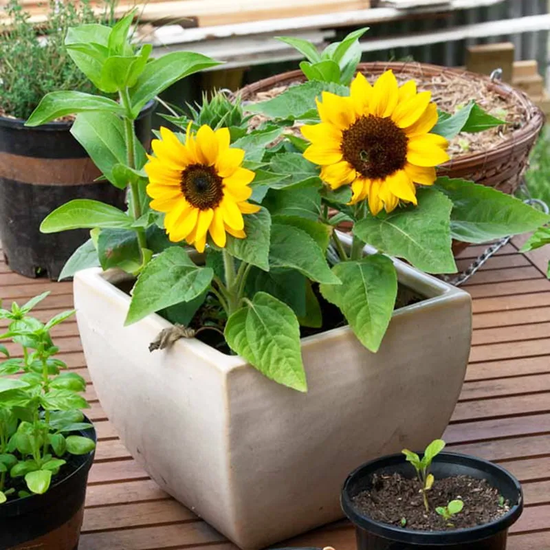 Cách trồng hoa hướng dương lùn bằng hạt giống