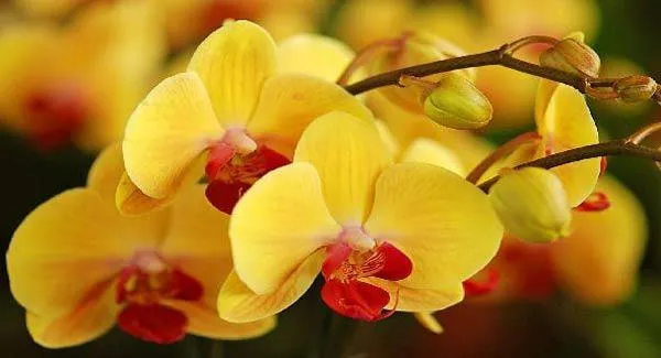 Cách trồng hoa lan trong chậu và kĩ thuật nhân giống cho hoa to, đẹp bốn mùa - 12